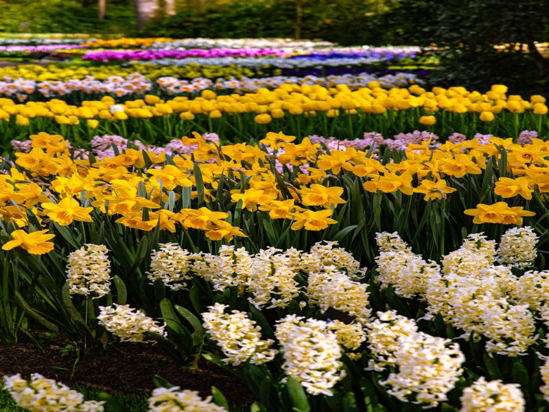 Keukenhof Gardens